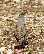 Grey Partridge