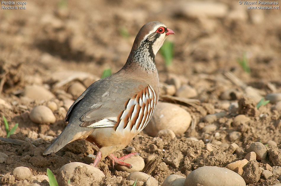 Red-legged Partridge