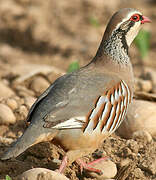 Red-legged Partridge