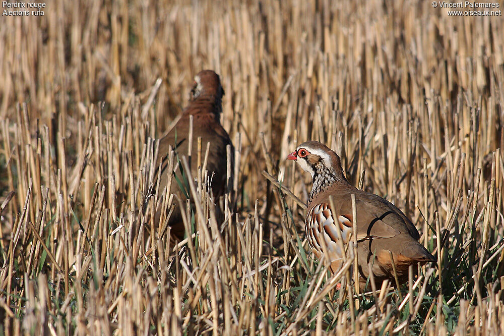 Red-legged Partridge