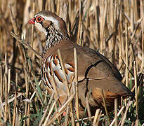 Red-legged Partridge