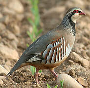 Red-legged Partridge