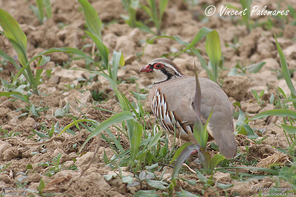 Red-legged Partridge