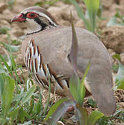 Red-legged Partridge