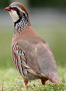 Red-legged Partridge