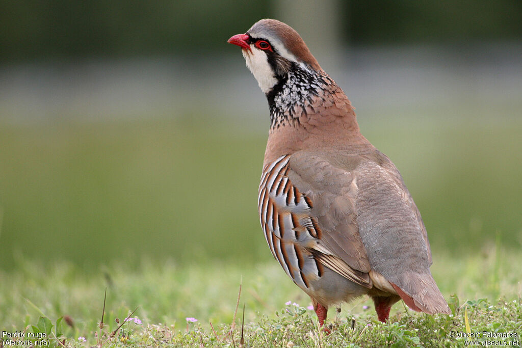 Red-legged Partridge