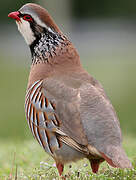 Red-legged Partridge