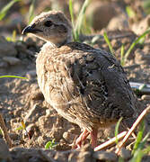 Red-legged Partridge