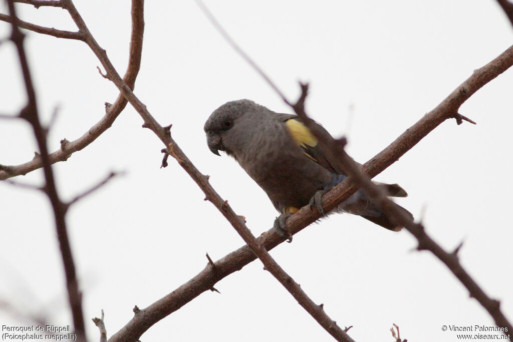 Rüppell's Parrot