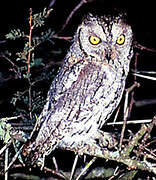 African Scops Owl