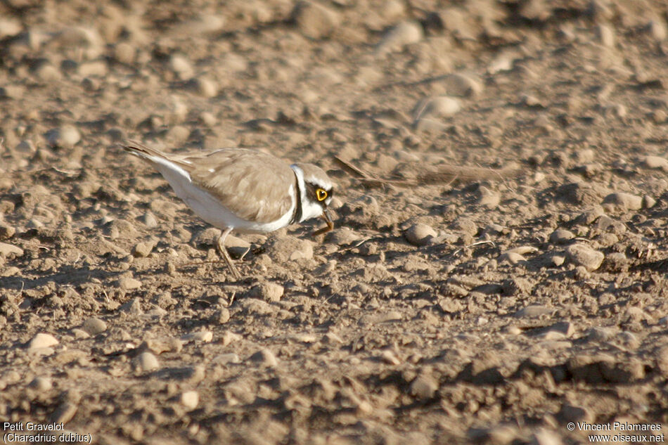 Little Ringed Ploveradult