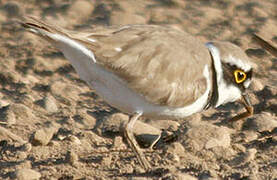 Little Ringed Plover