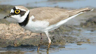 Little Ringed Plover