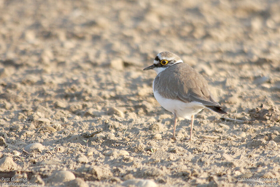 Little Ringed Ploveradult