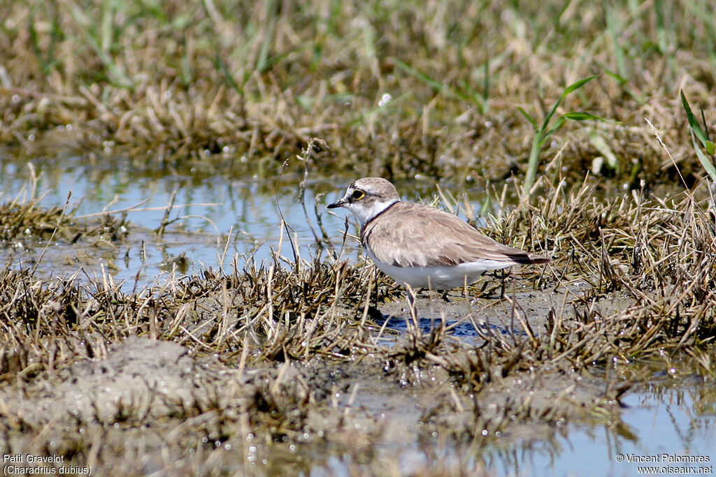 Little Ringed Ploveradult