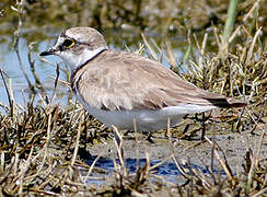 Little Ringed Plover