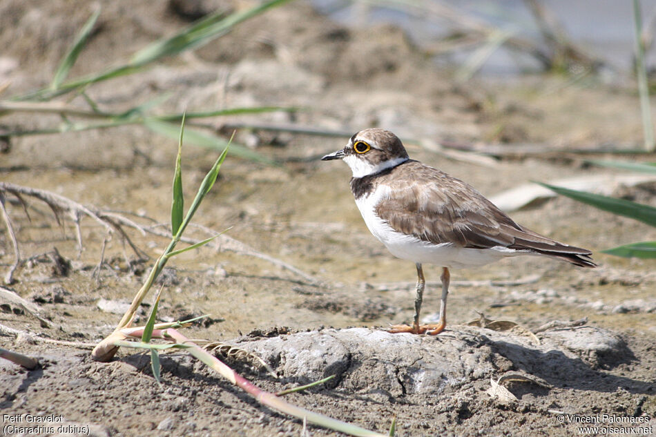 Little Ringed Ploveradult