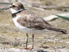 Little Ringed Plover