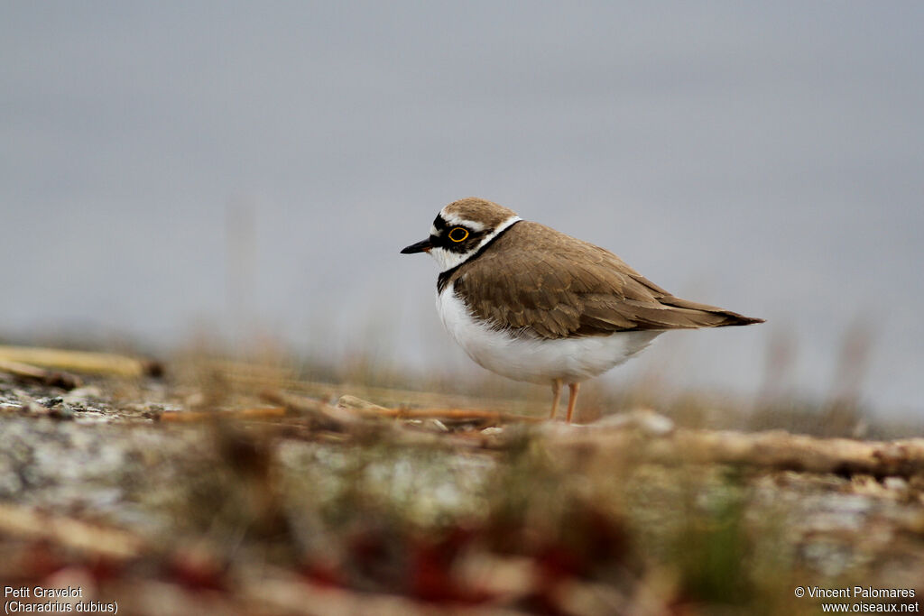 Little Ringed Ploveradult