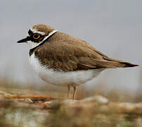 Little Ringed Plover