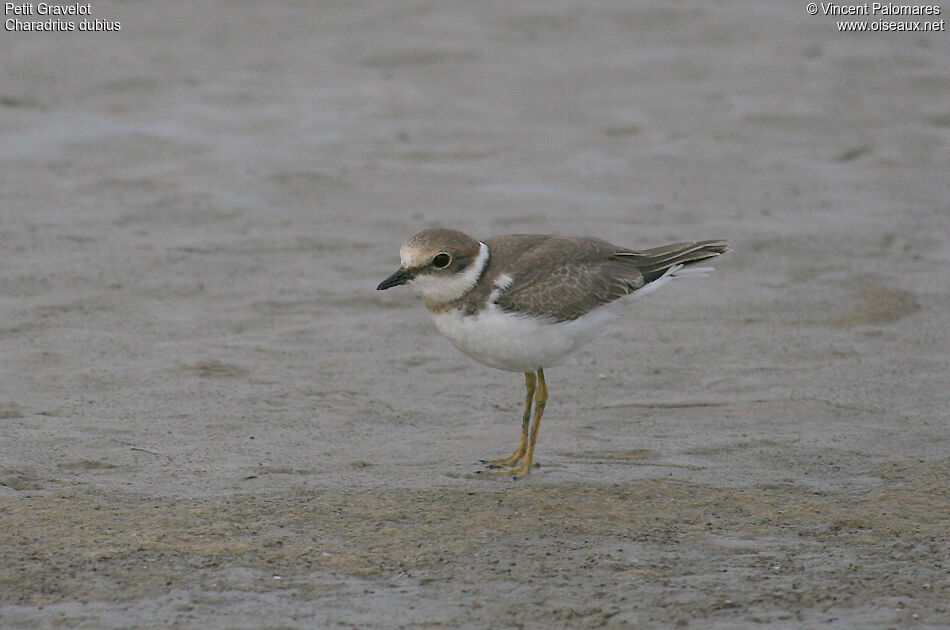 Little Ringed Ploverjuvenile