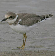 Little Ringed Plover