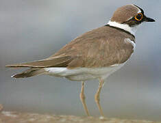 Little Ringed Plover