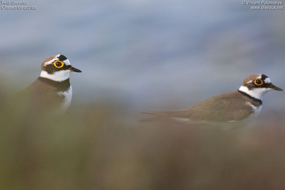 Little Ringed Plover