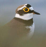 Little Ringed Plover