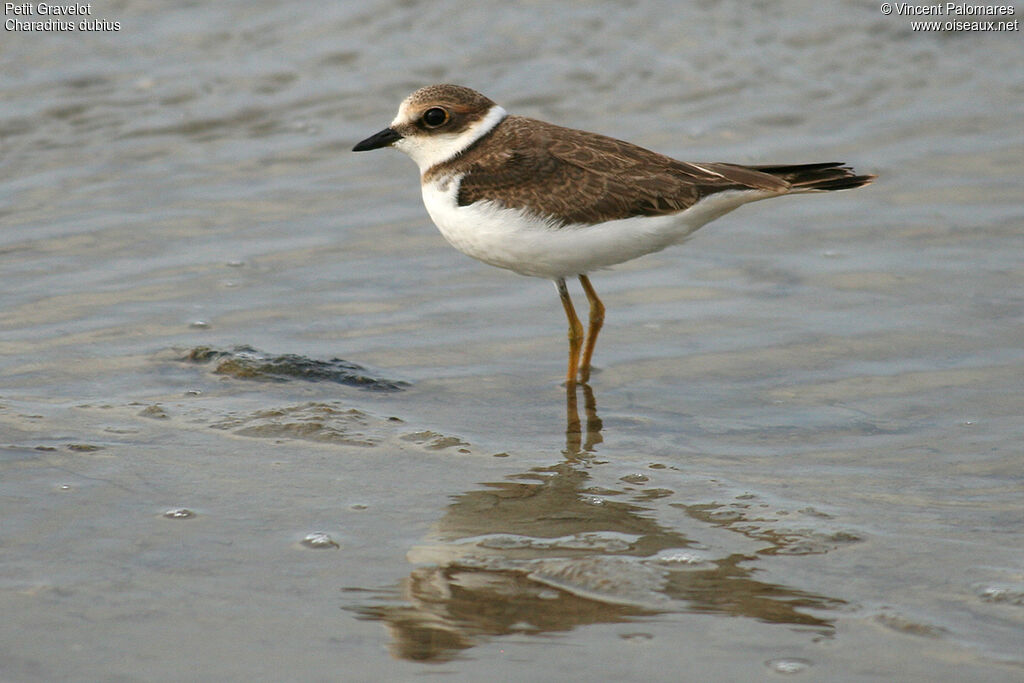 Little Ringed Plover