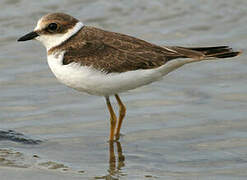 Little Ringed Plover