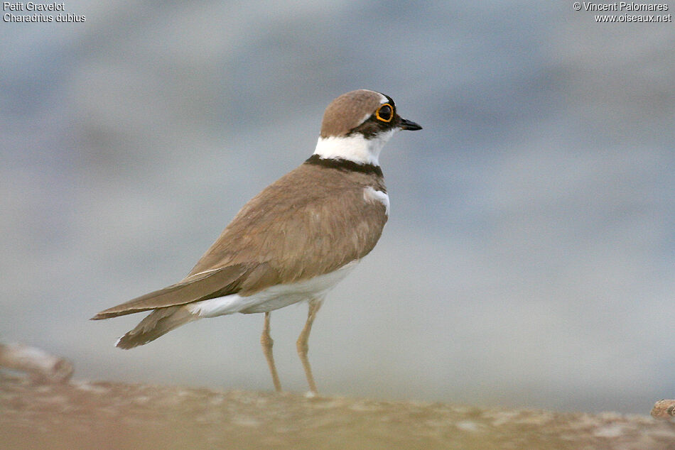 Little Ringed Plover