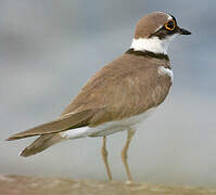 Little Ringed Plover