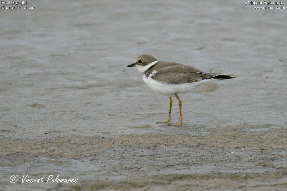 Little Ringed PloverFirst year