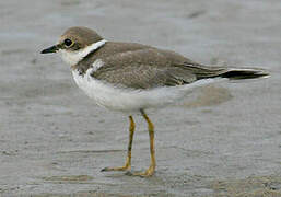 Little Ringed Plover