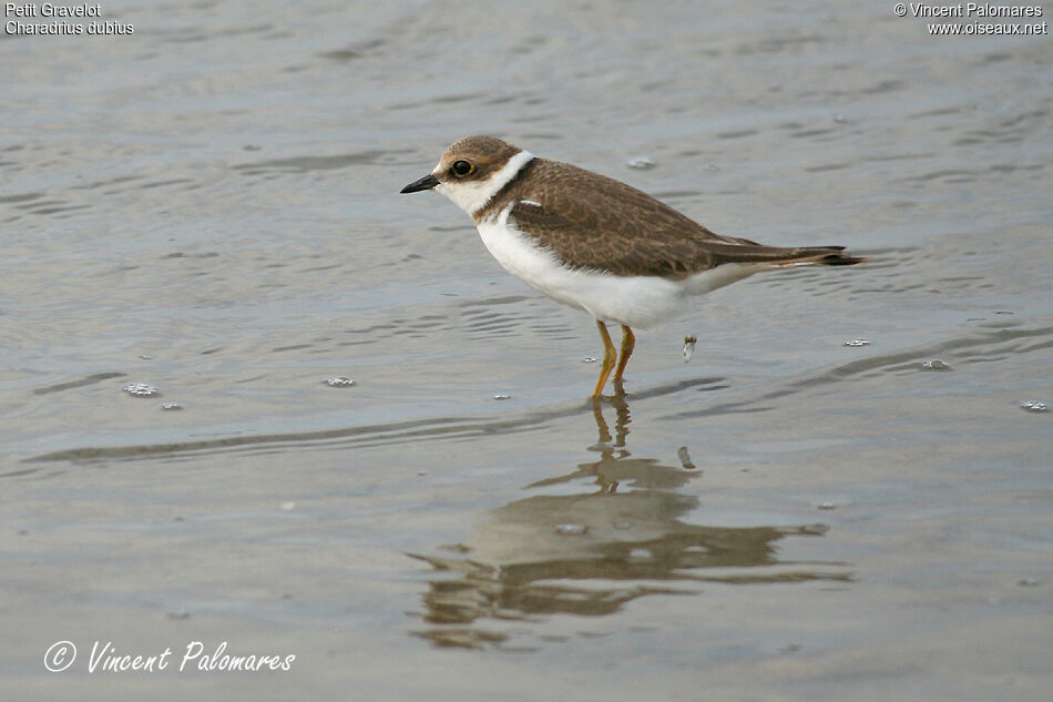 Little Ringed PloverFirst year