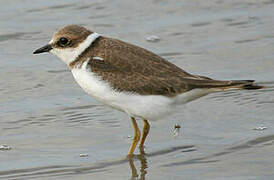 Little Ringed Plover