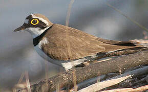 Little Ringed Plover