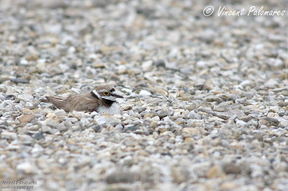 Little Ringed Plover female adult, Reproduction-nesting