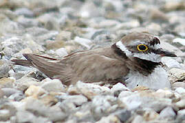 Little Ringed Plover