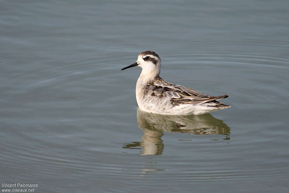 Phalarope à bec étroit1ère année, mue