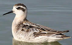 Phalarope à bec étroit