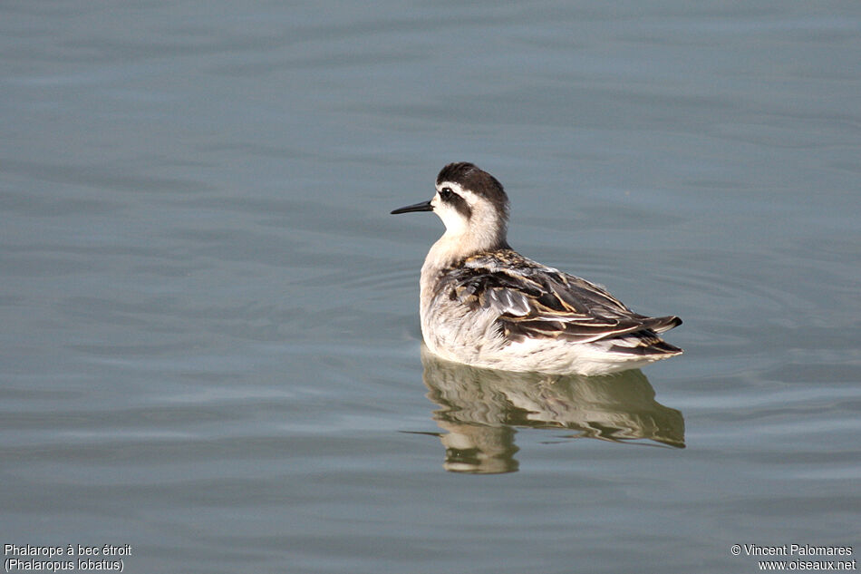 Phalarope à bec étroit1ère année