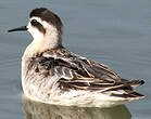 Phalarope à bec étroit