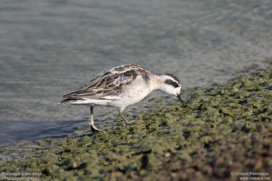 Phalarope à bec étroit1ère année