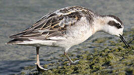 Phalarope à bec étroit