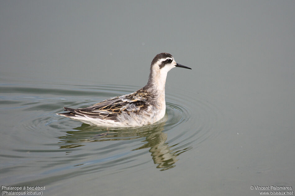 Phalarope à bec étroit1ère année