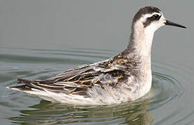 Red-necked Phalarope