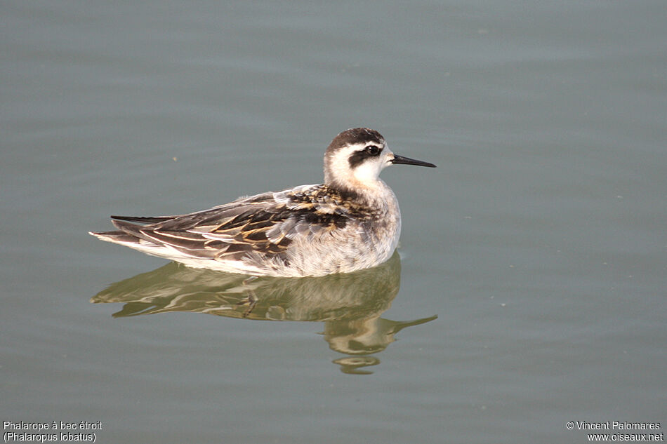 Phalarope à bec étroit1ère année