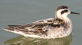 Phalarope à bec étroit